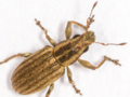 Sitona lineatus